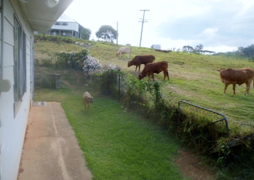 There's nothing quite like having cows a few steps outside your door.